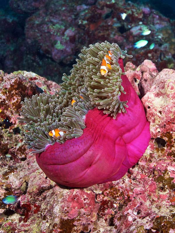 ที่อาศัยของปลาการ์ตูน/ดำน้ำกับ MV Giamani ที่อาศัยของปลาการ์ตูน/ดำน้ำกับ MV Giamani