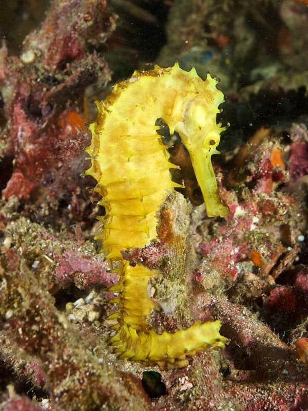 ม้าน้ำที่น่ารัก/ดำน้ำกับ MV Giamani ม้าน้ำที่น่ารัก/ดำน้ำกับ MV Giamani