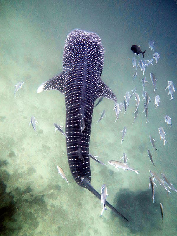 ฉลามวาฬที่ใหญ่โต/ดำน้ำกับ MV Giamani ฉลามวาฬที่ใหญ่โต/ดำน้ำกับ MV Giamani